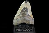 Bargain, Megalodon Tooth - North Carolina #82902-2